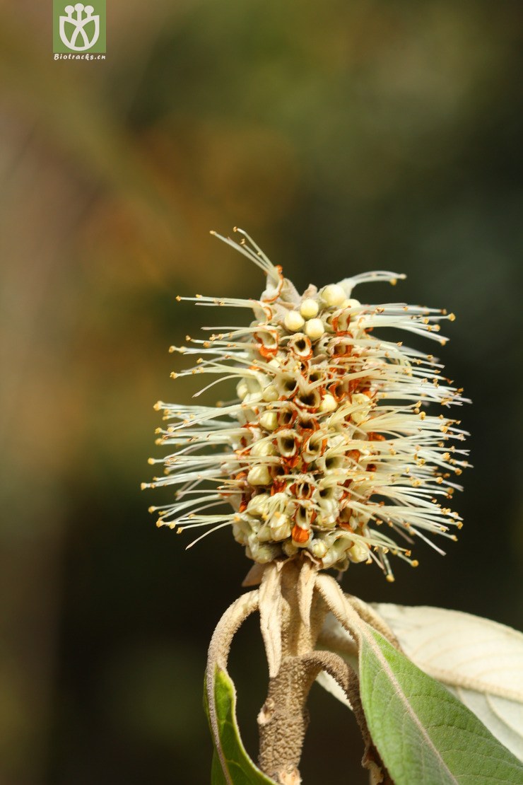 leucosceptrum canum米团花【可以处理】2013-02-03xx-yn (4).