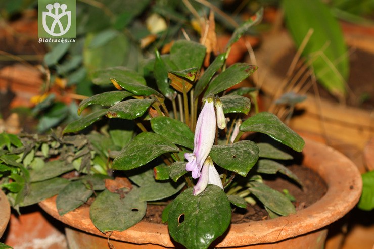 图片信息-kingdonia-植物云数据