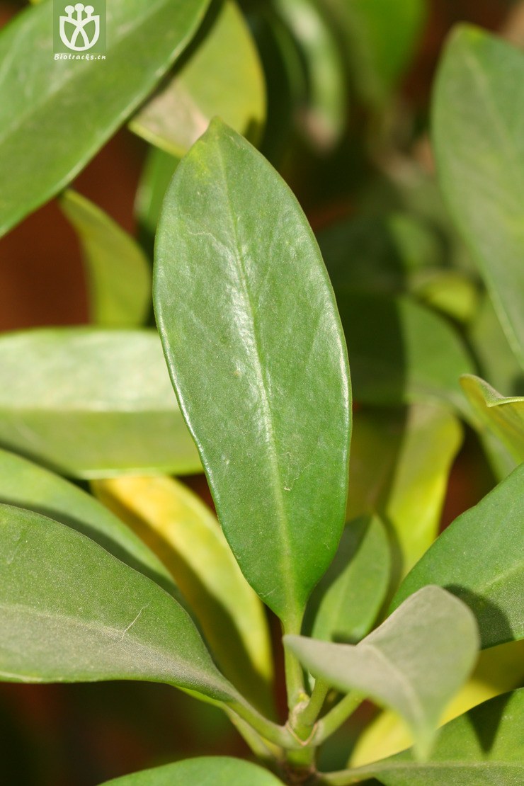 fagraea ceilanica灰莉【zyg】2013-02-03xx-yn (0).