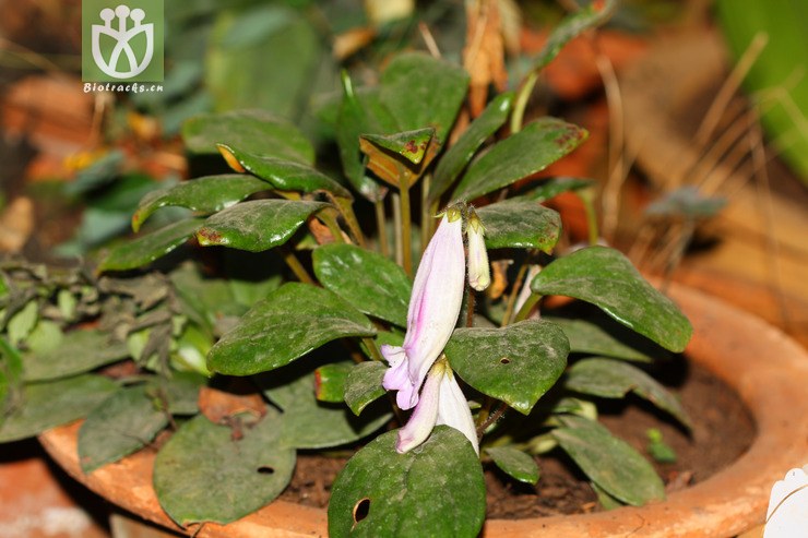 briggsia longipes盾叶粗筒苣苔【g】2012-11-25xx-yn (0).