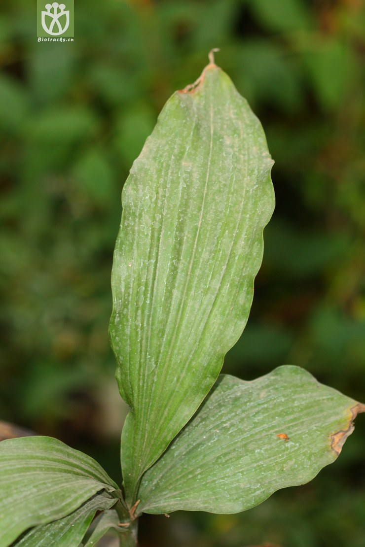 phaius tonkinensis中越鹤顶兰【文献】【g】2012-11-25xx-yn (13).