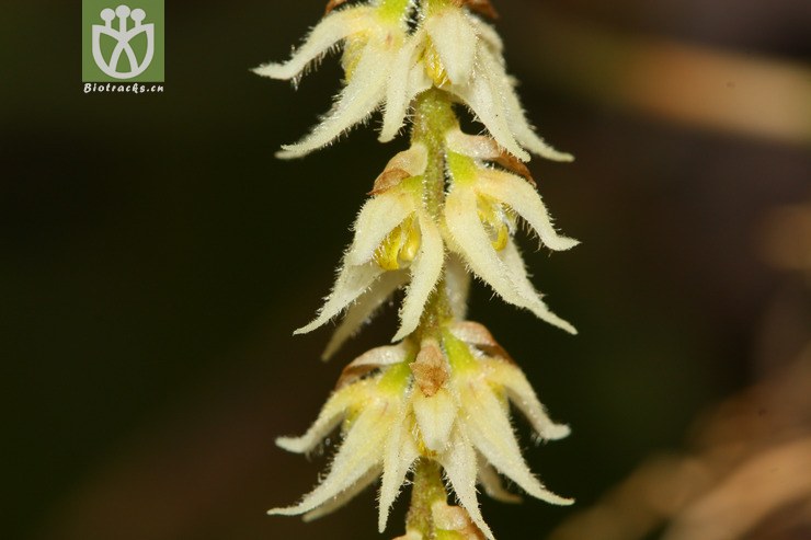 bulbophyllum hirtum落叶石豆兰【g】2013-02-03xx-yn (10).