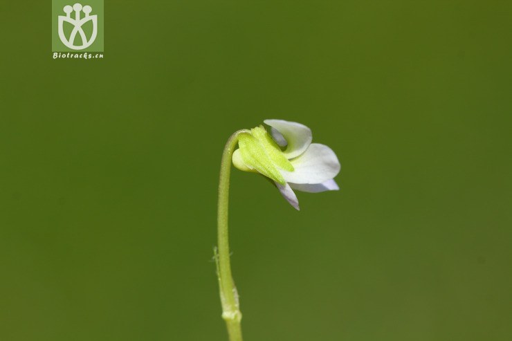 brevibarbata短须毛七星莲【可以处理】2013-03-01xx-yn   相邻时间