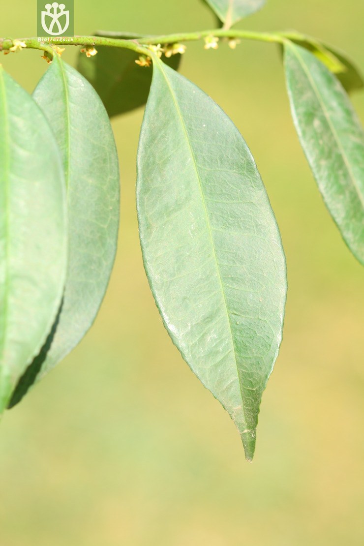 eurya nitida细齿叶柃【依据foc】【z♂】2013-01-26xx-yn (16).