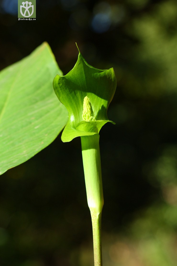 图片信息-kingdonia-植物云数据