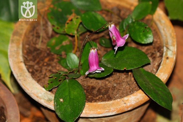 briggsia mihieri革叶粗筒苣苔【g】2012-11-25xx-yn (1).