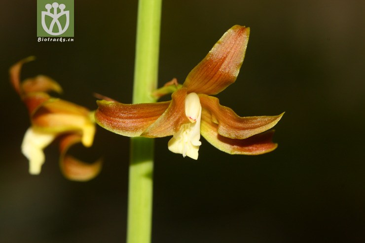 图片信息-kingdonia-植物云数据