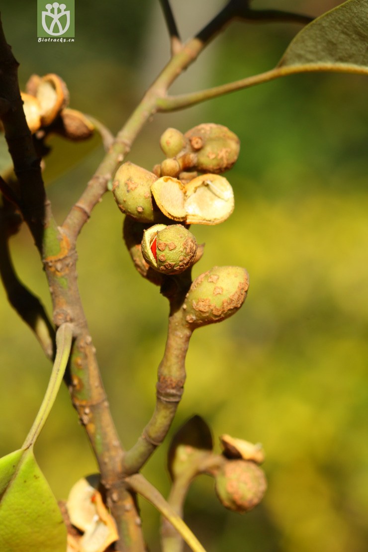 michelia macclurei醉香含笑【可以处理】2012-11-25xx-yn (7).