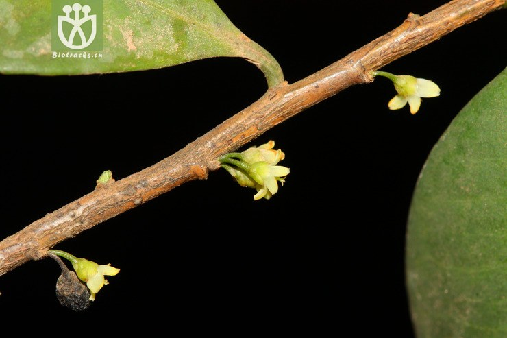 eurya nitida细齿叶柃【依据foc】【z♂】2013-01-26xx-yn (6).