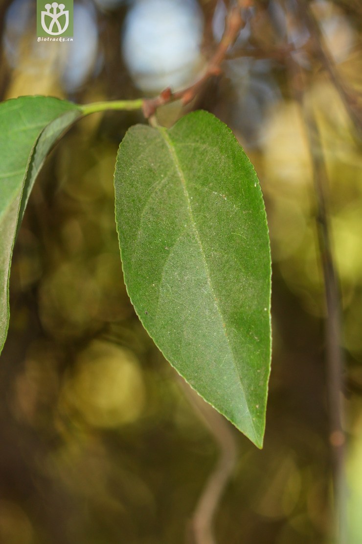 celastrus gemmatus大芽南蛇藤【h】2012-12-21xx-yn (4).