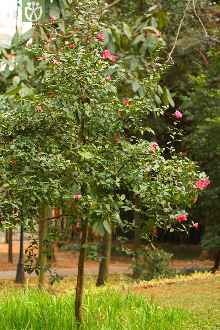 camellia reticulata滇山茶【可以处理】a2013