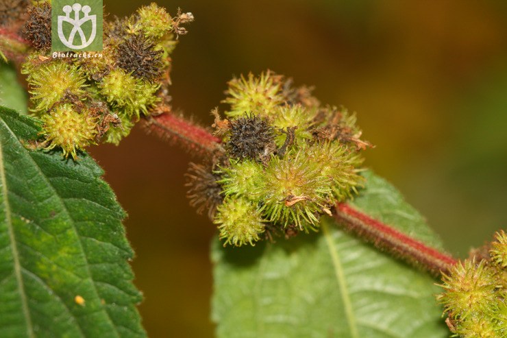 图片信息-kingdonia-植物云数据