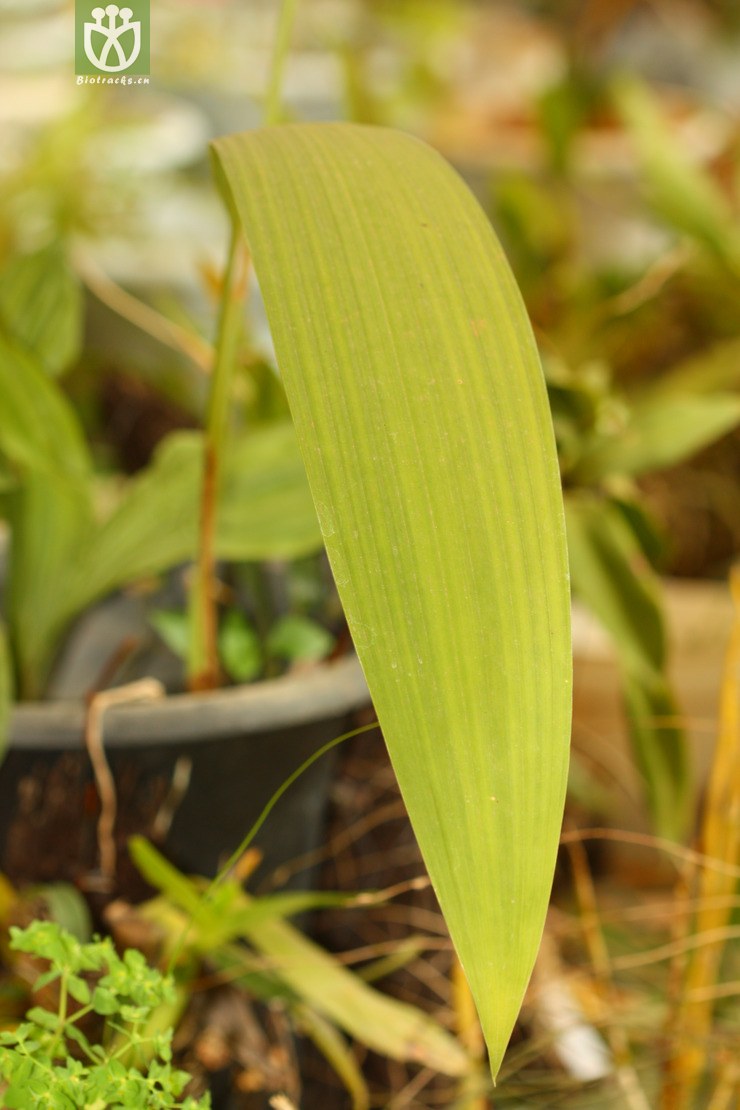 tainia viridifusca高褶带唇兰【g或加z】2013-02-03xx-yn (6).