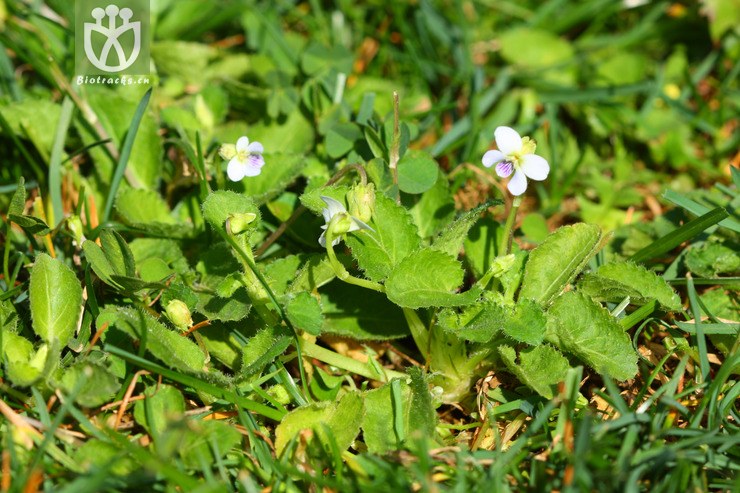 brevibarbata短须毛七星莲【可以处理】2013-03-01xx-yn   相邻时间