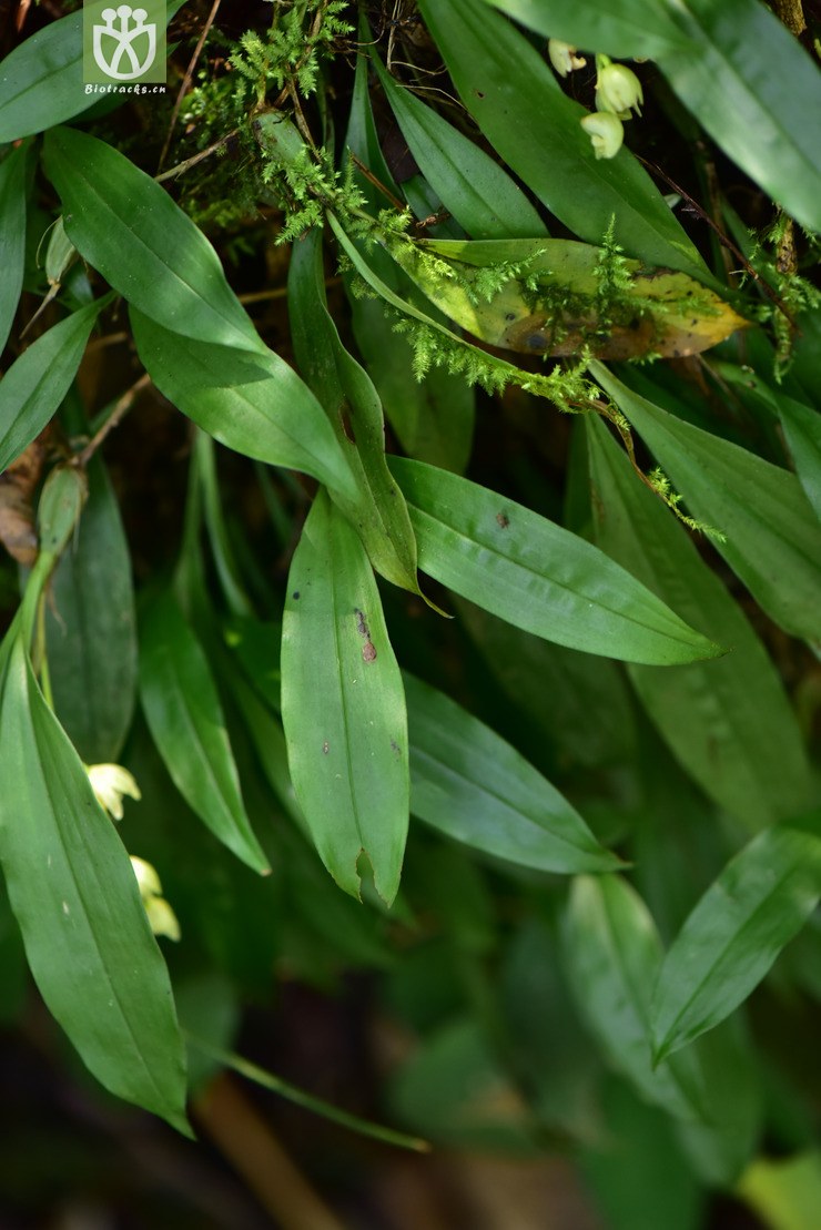 图片信息-kingdonia-植物云数据