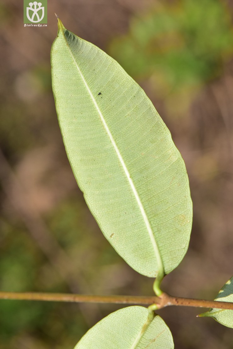 liued8550 cryptolepis buchananii古钩藤【h】2018-03-20xx-yn dsc