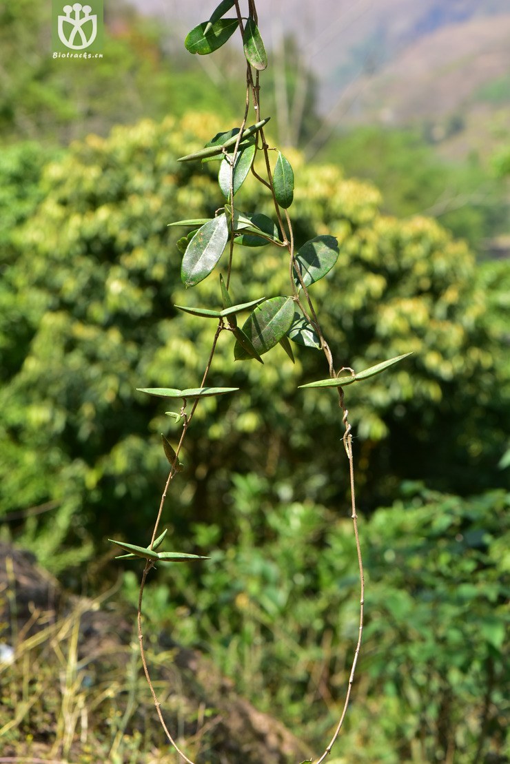 liued8550 cryptolepis buchananii古钩藤【h】2018-03-20xx-yn dsc