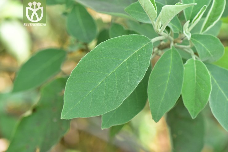 liued8552 solanum erianthum假烟叶树【可以处理】2018-03-20xx-yn