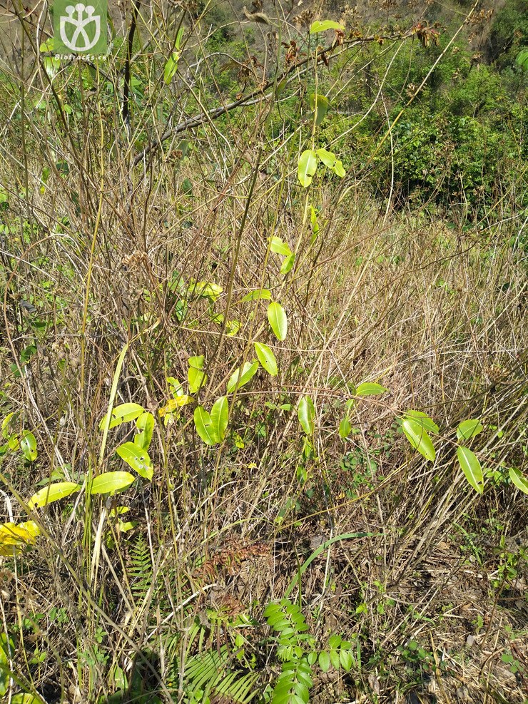 liued8550 cryptolepis buchananii古钩藤【h】2018-03-20xx-yn