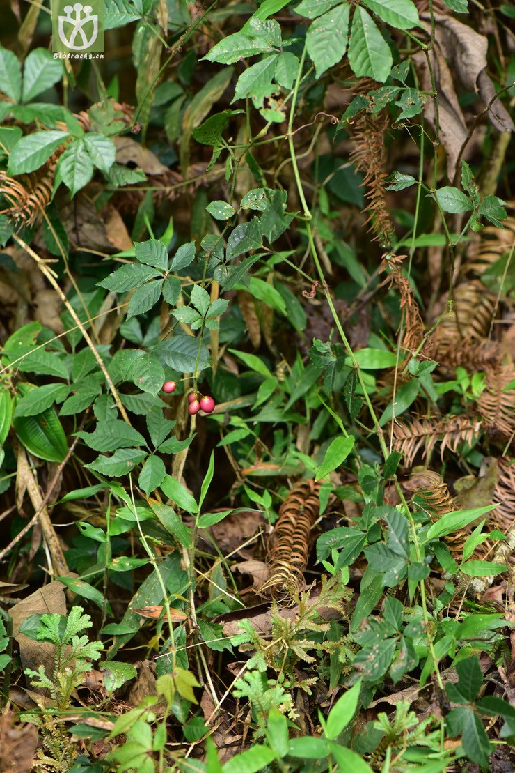 puberulum毛狭叶崖爬藤【可以处理】2 相邻时间拍摄的照片      张