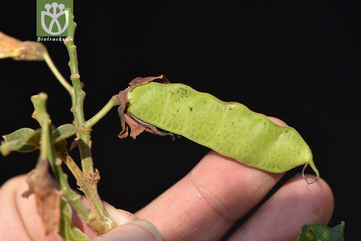 liued8546 cajanus volubilis虫豆【可以处理】2018-03-20xx-yn dsc