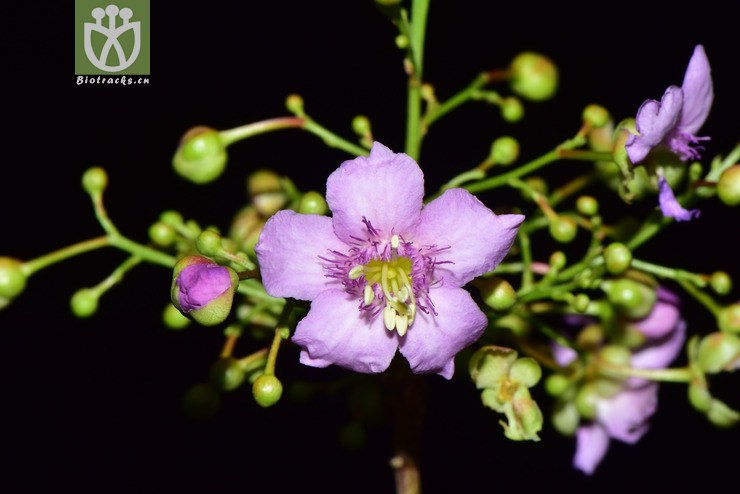 图片信息-kingdonia-植物云数据