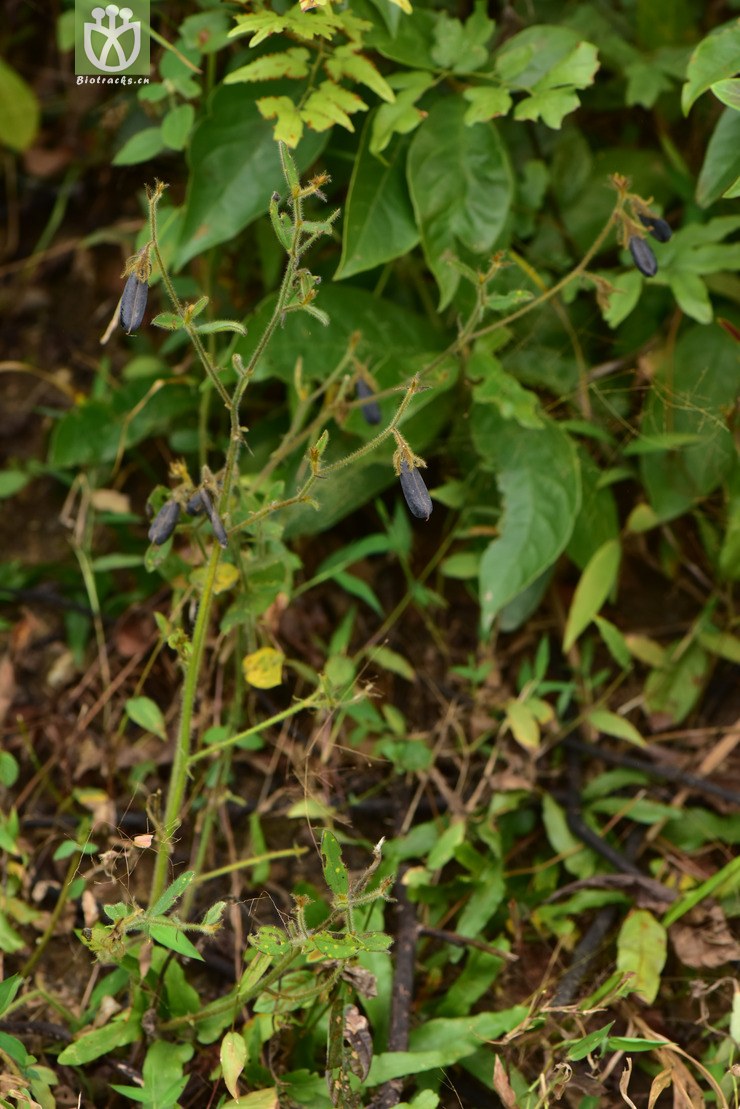 liued8608 crotalaria ferruginea假地蓝【可以处理】2018-03-21xx-yn