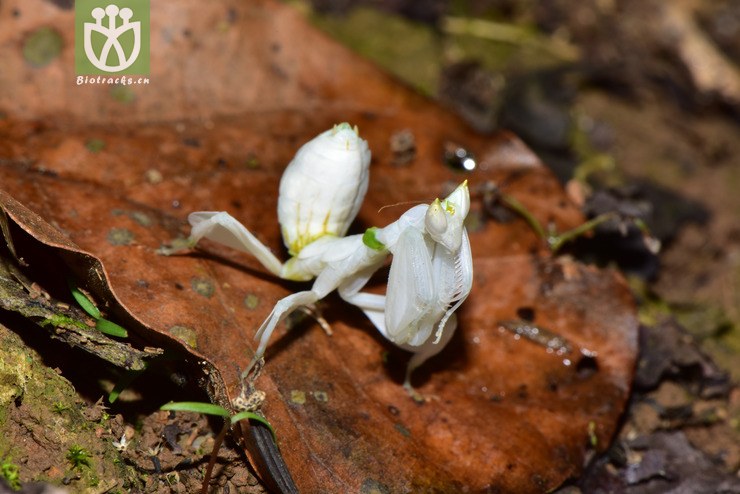 冕花螳2018-03-22xx-yn dsc_9532.jpg 相邻时间拍摄的照片      张