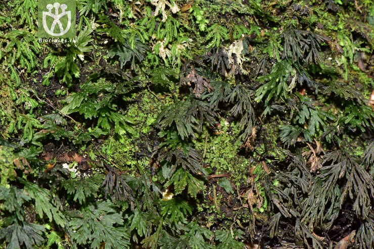 liued8584 crepidomanes latealatum长柄假脉蕨【可以处理】2018-03