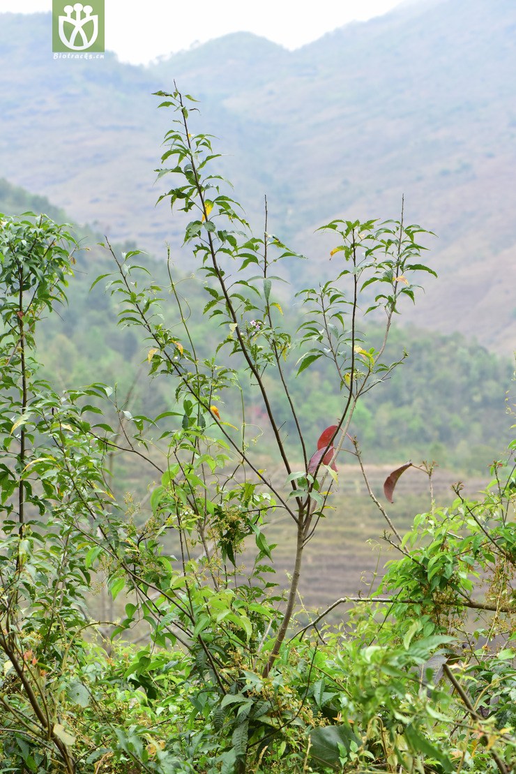 图片信息-kingdonia-植物云数据