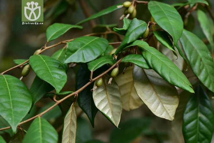 liued8586 elaeagnus viridis绿叶胡颓子【h】2018-03-20xx-yn dsc