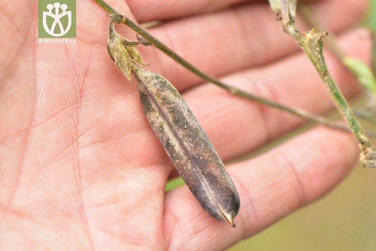 liued8722 crotalaria alata翅托叶猪屎豆【可以处理】2018-03-24xx