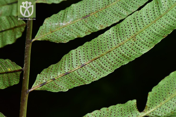 liued8587 pronephrium penangianum披针新月蕨【可以处理】2018-03