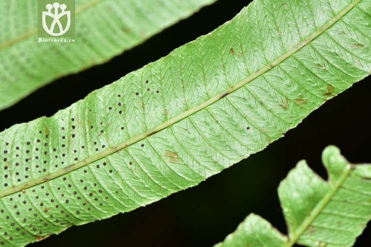 liued8587 pronephrium penangianum披针新月蕨【可以处理】2018-03