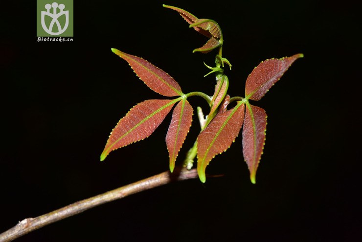 图片信息-kingdonia-植物云数据