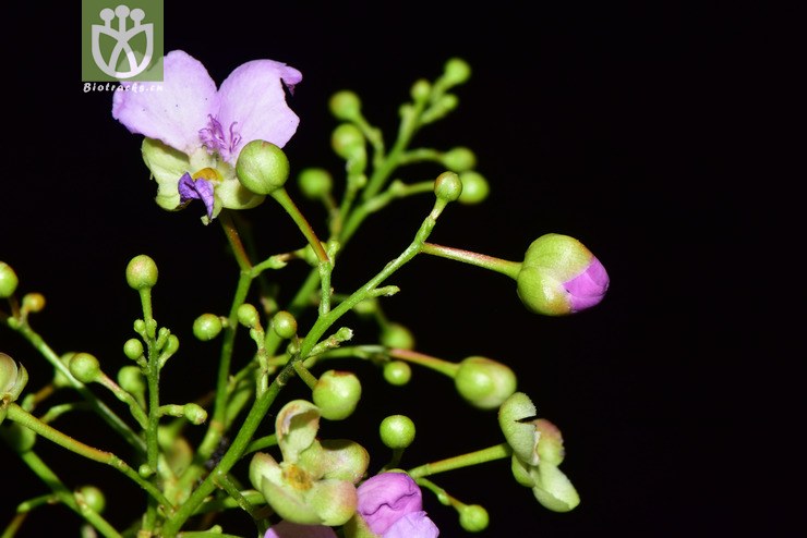 图片信息-kingdonia-植物云数据