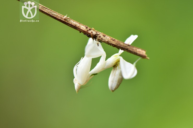 冕花螳2018-03-22xx-yn dsc_9544.jpg 相邻时间拍摄的照片      张