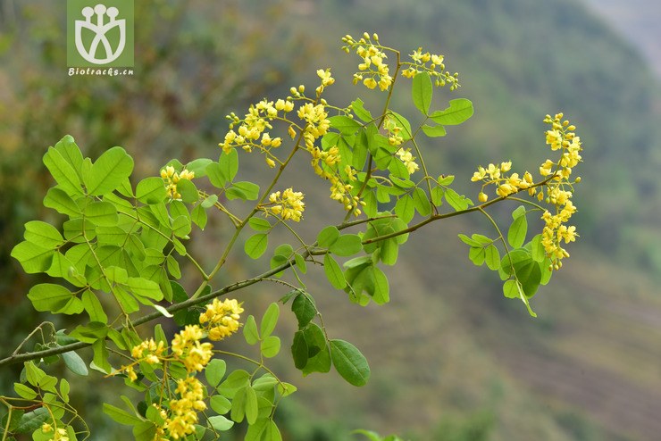 liued8612 caesalpinia crista华南云实【可以处理】2018-03-21xx-yn