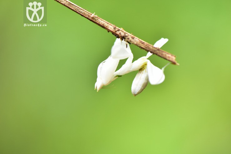 冕花螳2018-03-22xx-yn dsc_9542.jpg 相邻时间拍摄的照片      张