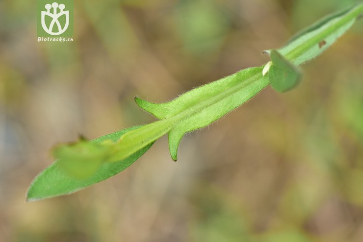 liued8722 crotalaria alata翅托叶猪屎豆【可以处理】2018-03-24xx