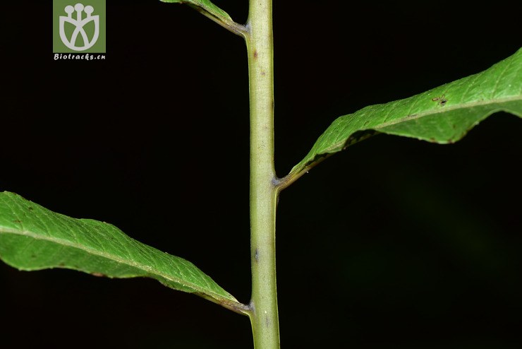 liued8587 pronephrium penangianum披针新月蕨【可以处理】2018-03