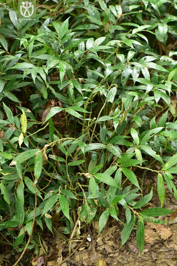 liued8637 elatostema longistipulum显脉楼梯草【可以处理】2018-03