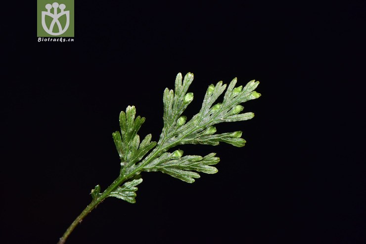 liued8584 crepidomanes latealatum长柄假脉蕨【可以处理】2018-03