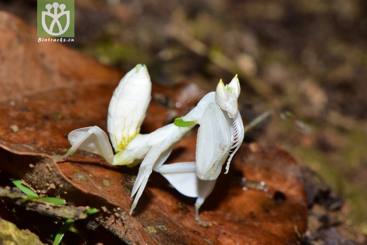 冕花螳2018-03-22xx-yn dsc_9537.jpg 相邻时间拍摄的照片      张