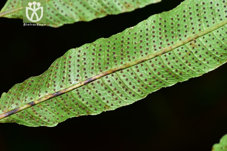 liued8587 pronephrium penangianum披针新月蕨【可以处理】2018-03