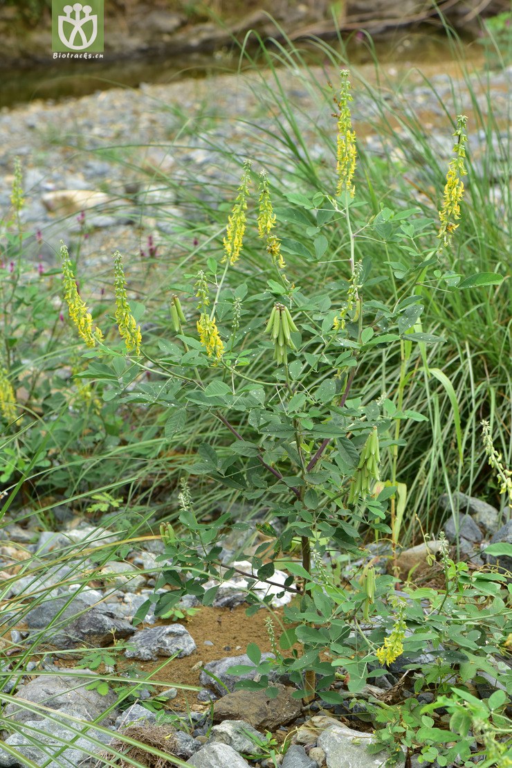 liued8718 crotalaria pallida猪屎豆【可以处理】2018-03-24xx-yn