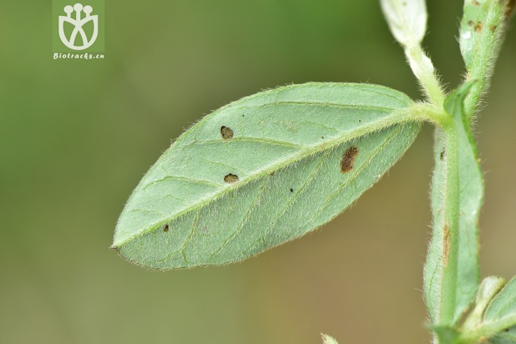 liued8722 crotalaria alata翅托叶猪屎豆【可以处理】2018-03-24xx