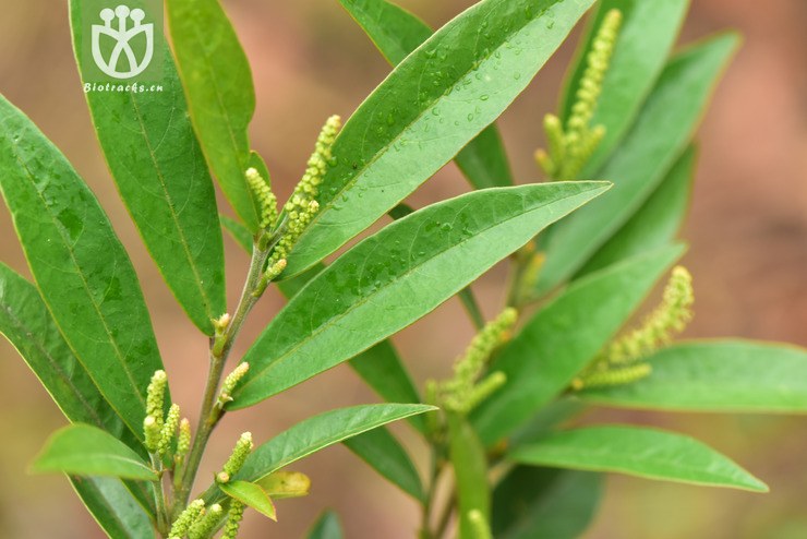 microphyllum小叶五月茶【可以处理】201 相邻时间拍摄的照片