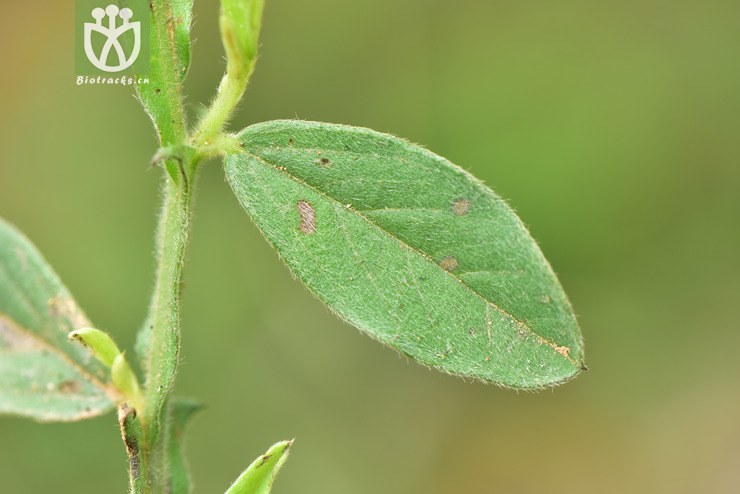 liued8722 crotalaria alata翅托叶猪屎豆【可以处理】2018-03-24xx