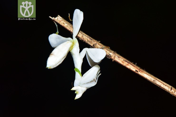 冕花螳2018-03-22xx-yn dsc_9548.jpg 相邻时间拍摄的照片      张